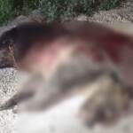 Abruzzo, uccisa a fucilate l’orsa Amarena: si cercano i cuccioli