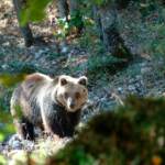 Trentino, trovata morta l’orsa F36