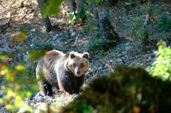 Trentino, trovata morta l’orsa F36