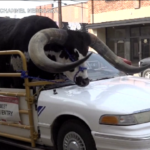 Usa, toro seduto in auto: follia sulle strade del Nebraska