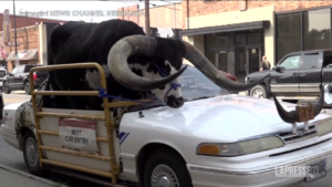 Usa, toro seduto in auto: follia sulle strade del Nebraska