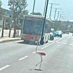 Cagliari, fenicottero blocca auto e bus: foto virale sul web