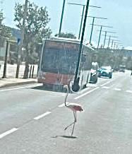 Cagliari, fenicottero blocca auto e bus: foto virale sul web