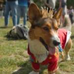 Regno Unito, raduno di corgi a Buckingham Palace in onore della Regina Elisabetta