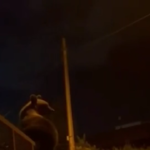 Orsa Amarena, avvistati i cuccioli in fuga: sono terrorizzati