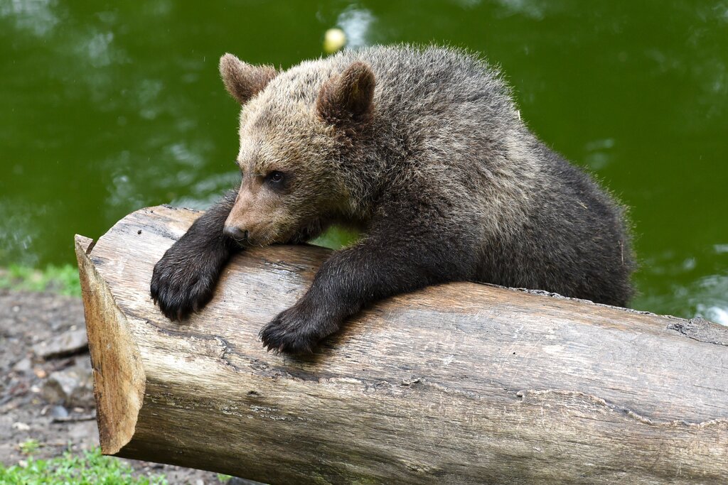 Orsa Amarena, i cuccioli di nuovo insieme