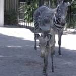 Roma, nata una piccola zebra Grevy al Bioparco