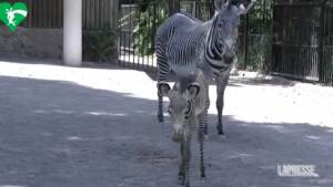 Roma, nata una piccola zebra Grevy al Bioparco