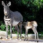 Roma, fiocco rosa al Bioparco nasce cucciola di zebra Grevy