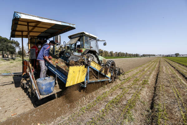 Agricoltura, raccolta stagionale a rischio per emergenza coronavirus