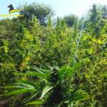 Caserta, sequestrati 190 kg di cannabis