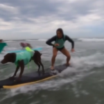 In California lo show dei cani sul surf