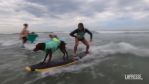 In California lo show dei cani sul surf