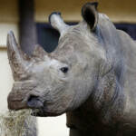 Austria, rinoceronte uccide guardiana allo zoo di Salisburgo