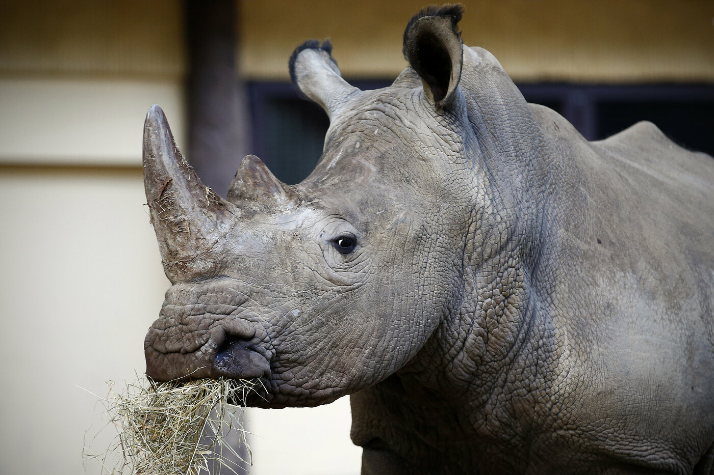 Austria, rinoceronte uccide guardiana allo zoo di Salisburgo