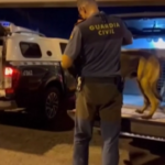 Terremoto Marocco, i cani da soccorso dalla Spagna per scavare tra le macerie