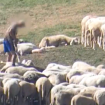 Trentino, pastore maltratta pecore del suo gregge: il video shock