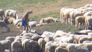 Trentino, pastore maltratta pecore del suo gregge: il video shock