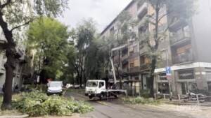 Maltempo a Milano, albero caduto danneggia linea del tram