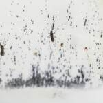 Dengue, in Bangladesh epidemia record: 778 morti da inizio anno