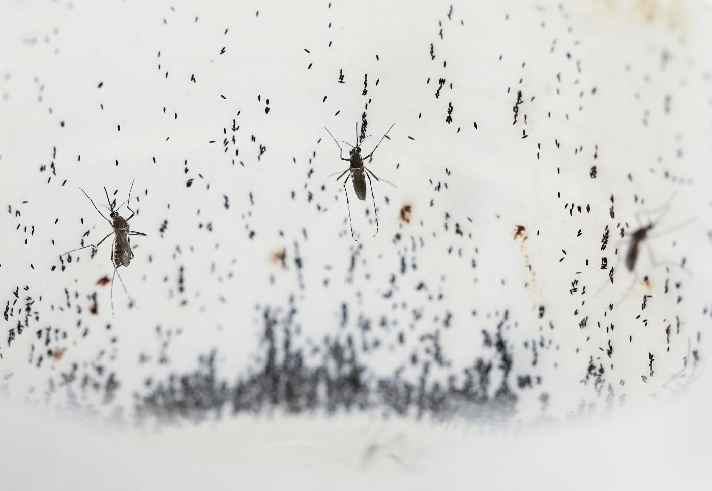 Dengue, in Bangladesh epidemia record: 778 morti da inizio anno Dengue, in Bangladesh epidemia record: 778 morti da inizio anno
