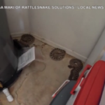 Usa, 20 serpenti a sonagli in garage: il ritrovamento in Arizona