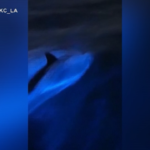 California, delfini nuotano in acque bioluminescenti