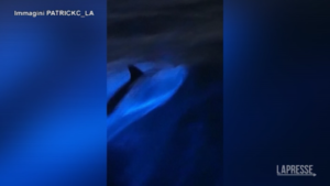 California, delfini nuotano in acque bioluminescenti