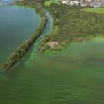 Regno Unito, l’alga tossica colora di verde le acque del lago: morìa di pesci e uccelli