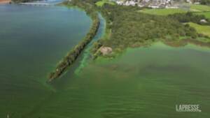 Regno Unito, l’alga tossica colora di verde le acque del lago: morìa di pesci e uccelli