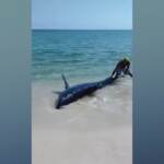 Usa, squalo mako si arena in spiaggia in Florida: i bagnanti lo salvano