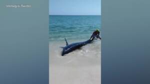 Usa, squalo mako si arena in spiaggia in Florida: i bagnanti lo salvano