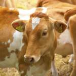 Mucche uccise con frecce a Roma, proseguono indagini