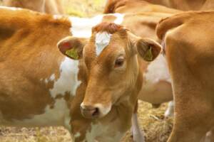 GUERNSEY COWS