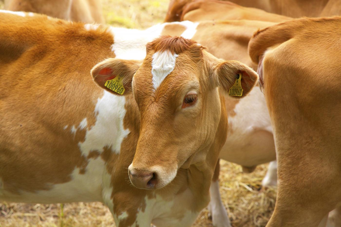 Mucche uccise con frecce a Roma, proseguono indagini