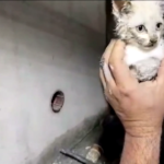 Lucca, soccorso un gattino bloccato in un tubo per lo scolo delle acque