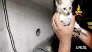 Lucca, soccorso un gattino bloccato in un tubo per lo scolo delle acque