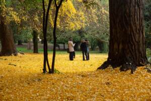 Tappeto di foglie gialle a Roma