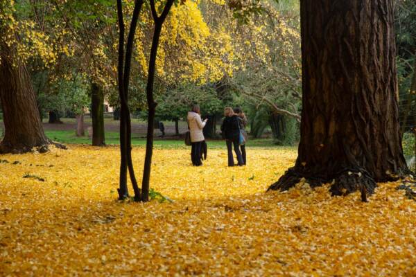 Tappeto di foglie gialle a Roma