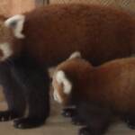 Atene, nasce allo zoo un panda rosso