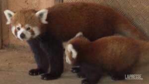 Atene, nasce allo zoo un panda rosso