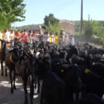 Spagna, torna la vecchia via della transumanza