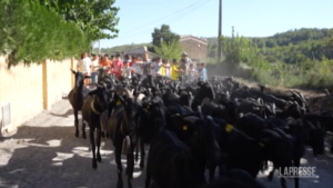 Spagna, torna la vecchia via della transumanza