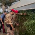 Reggio Calabria, scoperte mille piantine di marijuana