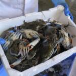 Granchio blu, altri 10 milioni a sostegno delle imprese ittiche