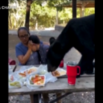 Messico, orso si avvicina al tavolo da picnic di una famiglia e banchetta: la madre fa da scudo al figlio