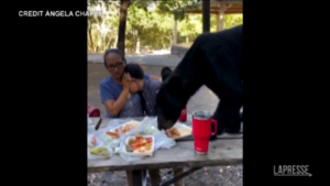 Messico, orso si avvicina al tavolo da picnic di una famiglia e banchetta: la madre fa da scudo al figlio