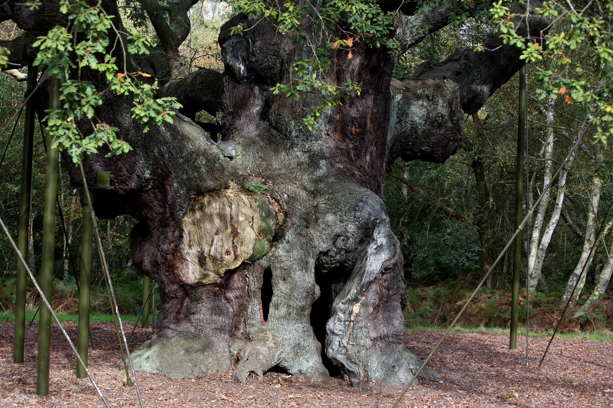Regno Unito, 16enne abbatte l’albero di Robin Hood: arrestato