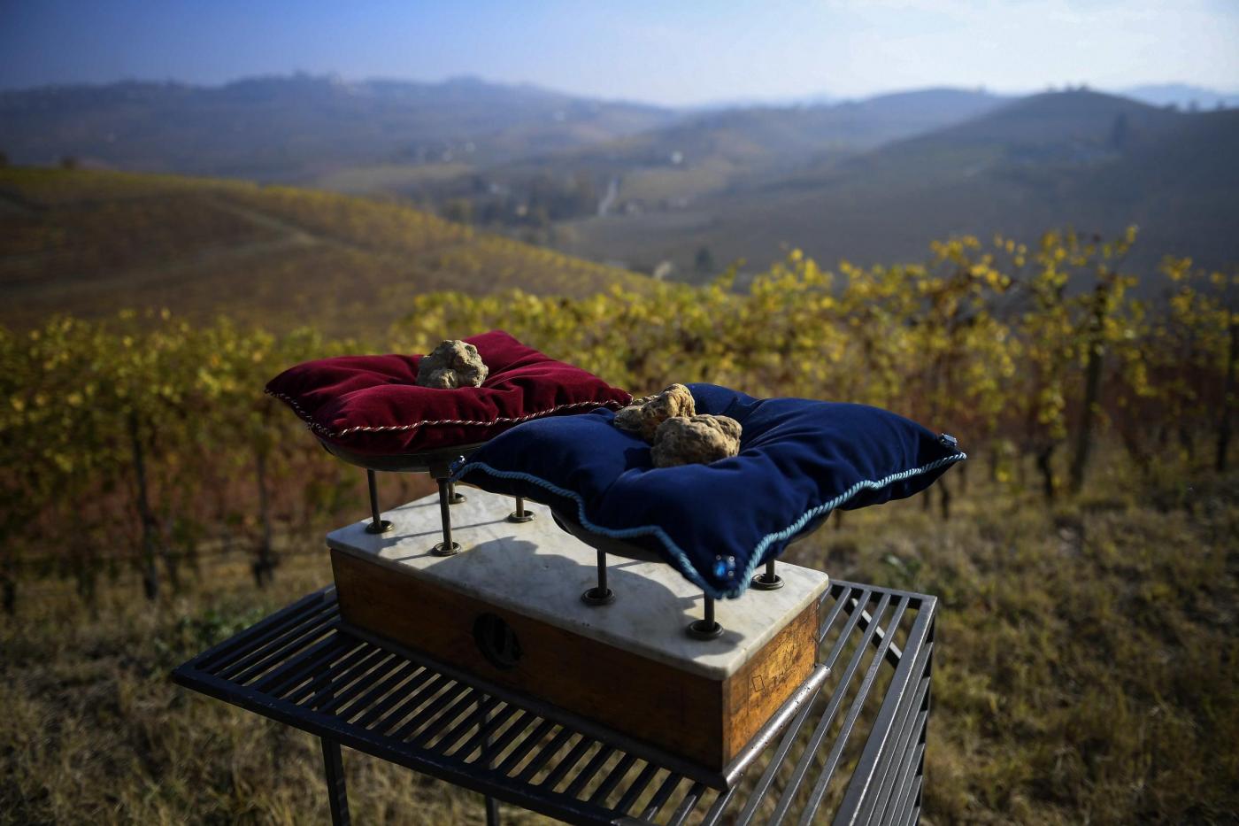 Turismo, da vendemmia a caccia al tartufo: è boom di esperienze agricole