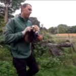 Regno Unito, la prima visita medica di due cuccioli di panda rosso
